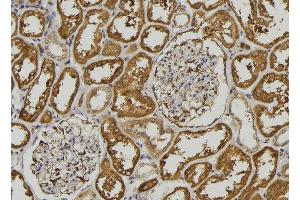ABIN6278506 at 1/100 staining Mouse kidney tissue by IHC-P.