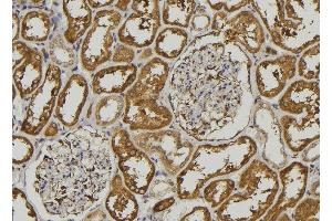 ABIN6278506 at 1/100 staining Mouse kidney tissue by IHC-P. (Pepsin A anticorps)