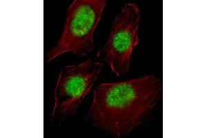 Immunofluorescence (IF) image for anti-RNA Polymerase II TBP-Associated Factor Subunit G (TAF9) antibody (ABIN2998098)