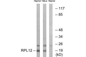 Western blot analysis of extracts from HepG2 cells and HeLa cells, using RPL12 antibody. (RPL12 anticorps  (Internal Region))