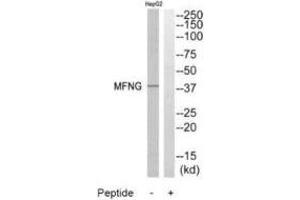 Western blot analysis of extracts from HepG2 cells, using MFNG antibody. (Manic Fringe anticorps)