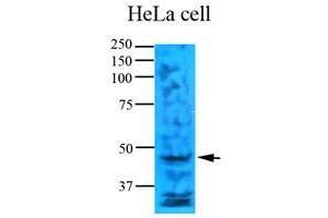 Cell lysates of HeLa (35 ug) were resolved by SDS-PAGE, transferred to nitrocellulose membrane and probed with anti-human TYMS (1:1000). (TYMS anticorps  (AA 1-313))