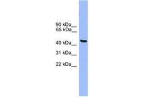 Image no. 1 for anti-General Transcription Factor IIA, 1-Like (GTF2A1L) (AA 351-400) antibody (ABIN6746377) (GTF2A1L anticorps  (AA 351-400))