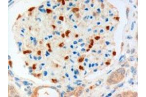 FOXC1 polyclonal antibody (Cat # PAB6425, 3 ug/mL) staining of paraffin embedded human kidney. (FOXC1 anticorps  (C-Term))