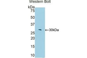 Detection of Recombinant FBLN4, Mouse using Polyclonal Antibody to Fibulin 4 (FBLN4) (FBLN4 anticorps  (AA 182-431))