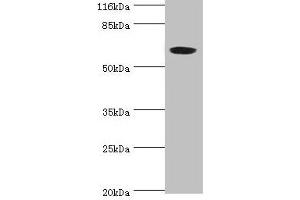Western blot All lanes: SLC13A4 antibody at 2 μg/mL + 293T whole cell lysate Secondary Goat polyclonal to rabbit IgG at 1/10000 dilution Predicted band size: 69 kDa Observed band size: 69 kDa (SLC13A4 anticorps  (AA 134-273))