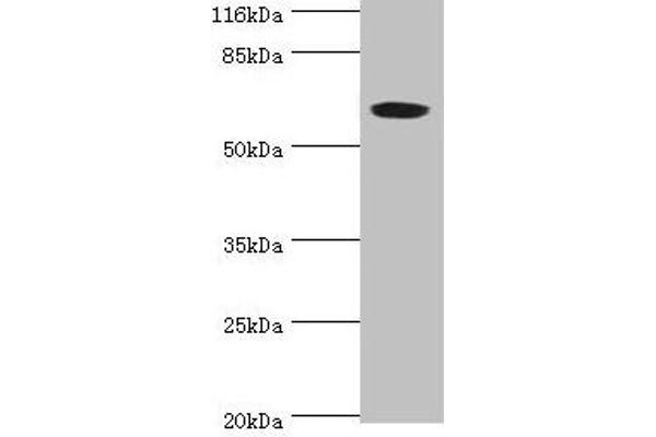 SLC13A4 Antikörper  (AA 134-273)