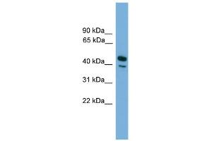 WB Suggested Anti-CD209 Antibody Titration:  0. (DC-SIGN/CD209 anticorps  (N-Term))