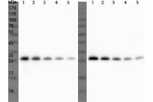 Western Blot of Rabbit Anti-ULP1 Antibody. (ULP1 anticorps)