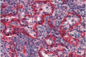 Immunohistochemistry staining of human spleen (paraffin sections) with anti-HLA-E (clone MEM-E/07). (HLA-E anticorps)