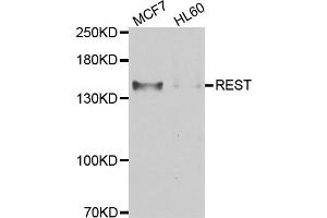 Western blot analysis of extracts of MCF7 and HL60 cell lines, using REST antibody. (REST anticorps)
