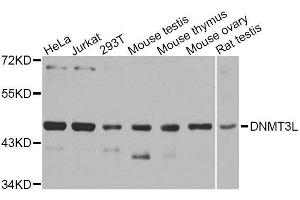 Western blot analysis of extracts of various cell lines, using DNMT3L antibody. (DNMT3L anticorps  (AA 151-386))