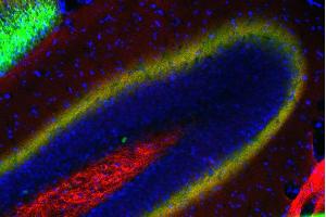 Immunostaining of a PFA fixed mouse hippocampus section with anti-Doc2a/b (dilution 1 : 200; red) and Oyster® 650 labeled anti-calretinin (cat. (Doc 2a/b (AA 1-403) anticorps)
