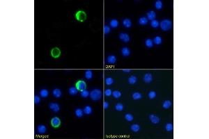 Immunofluorescence staining of mouse splenocytes using anti-Ly6G/Ly6C antibody RB6-8C5. (Recombinant LY6C + LY6G anticorps)