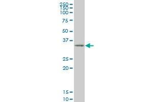 SIX3 monoclonal antibody (M10), clone 4H6 Western Blot analysis of SIX3 expression in 293 .