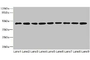 Western blot All lanes: SH3GLB2 antibody at 1 μg/mL Lane 1: Hela whole cell lysate Lane 2: Mouse gonadal tissue Lane 3: Mouse lung tissue Lane 4: U87 whole cell lysate Lane 5: THP-1 whole cell lysate Lane 6: A549 whole cell lysate Lane 7: MCF-7 whole cell lysate Lane 8: Mouse liver tissue Lane 9: A431 whole cell lysate Secondary Goat polyclonal to rabbit IgG at 1/10000 dilution Predicted band size: 44, 45 kDa Observed band size: 44 kDa (SH3GLB2 anticorps  (AA 1-395))