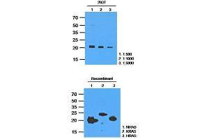 Western Blotting (WB) image for anti-GTPase NRas (NRAS) antibody (ABIN781534) (GTPase NRas anticorps)