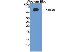 Western Blotting (WB) image for anti-Oncostatin M (OSM) (AA 26-220) antibody (ABIN3209305) (Oncostatin M anticorps  (AA 26-220))