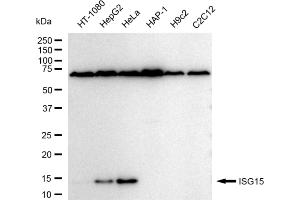 Western blotting analysis using ISG15 antibody (ABIN7799128). (Recombinant ISG15 anticorps)