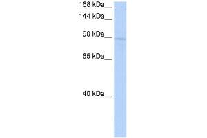 KIF20A antibody - middle region (AV) validated by WB using 721_B Cell Lysate at 1ug/ml. (KIF20A anticorps  (Middle Region))