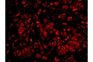 Immunofluorescence (IF) image for anti-Karyopherin (Importin) alpha 4 (KPNA4) (AA 471-521) antibody (ABIN7448983) (KPNA4 anticorps  (AA 471-521))