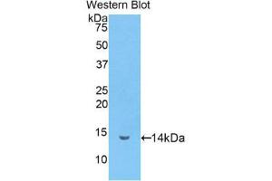 Western Blotting (WB) image for anti-Lactotransferrin (LTF) (AA 337-449) antibody (ABIN1859723) (Lactoferrin anticorps  (AA 337-449))