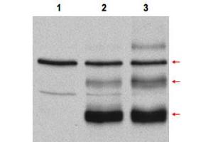 Western blot using Myb polyclonal antibody  in COS-7 cell lysates. (MYB anticorps  (Internal Region))