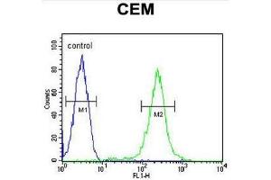 CFP Antibody (Center) flow cytometric analysis of CEM cells (right histogram) compared to a negative control cell (left histogram). (CFP anticorps  (Middle Region))