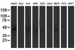 Image no. 7 for anti-Aminoacylase 1 (ACY1) antibody (ABIN1496455) (Aminoacylase 1 anticorps)