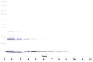 Image no. 2 for anti-Interleukin 9 (IL9) antibody (ABIN465833)