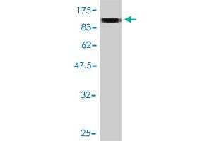 Western Blot detection against Immunogen (100.