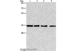 Western blot analysis of 293T, hepG2, hela and A549 cell, using INHBC Polyclonal Antibody at dilution of 1:550 (INHBC anticorps)