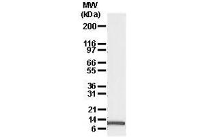 Image no. 1 for anti-Phorbol-12-Myristate-13-Acetate-Induced Protein 1 (PMAIP1) antibody (ABIN187551) (NOXA anticorps)