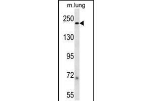 Western blot analysis in mouse lung tissue lysates (35ug/lane). (Laminin beta 1 anticorps  (C-Term))