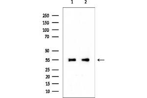 anti-C1q and Tumor Necrosis Factor Related Protein 1 (C1QTNF1) antibody