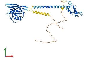 AlphaFold protein structure predicition of Mouse Recombinant Rnf133 Protein, UniprotID Q14B02