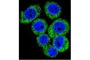 Confocal immunofluorescent analysis of Leptin Antibody (N-term) Cat.
