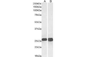 ABIN2560040 (0. (SNAP25 anticorps  (C-Term))