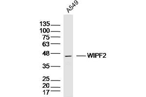 A549 lysates probed with WIPF2 Polyclonal Antibody, Unconjugated  at 1:300 dilution and 4˚C overnight incubation. (WIPF2 anticorps)