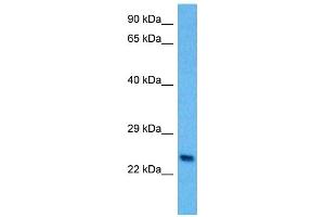 Host:  Mouse  Target Name:  PLP1  Sample Tissue:  Mouse Spleen  Antibody Dilution:  1ug/ml