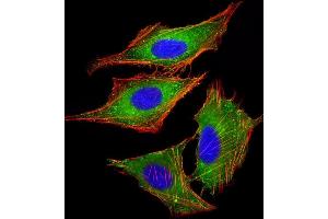 Immunofluorescent analysis of 4 % paraformaldehyde-fixed, 0.