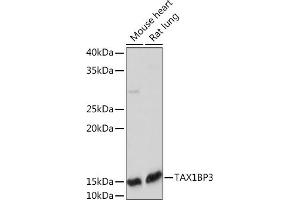 Western blot analysis of extracts of various cell lines, using TBP3 Rabbit mAb (ABIN7270742) at 1:1000 dilution. (TAX1BP3 anticorps)