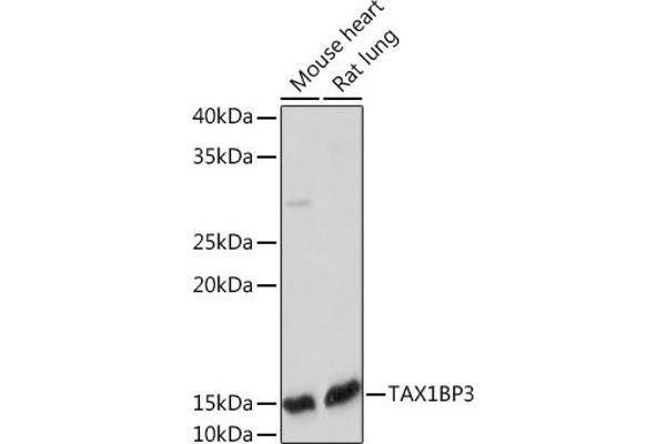 TAX1BP3 anticorps