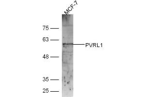 Lane 1: MCF-7 lysates probed with Rabbit Anti-Nectin1/CD111 Polyclonal Antibody, Unconjugated (ABIN1387462) at 1:300 overnight at 4˚C. (PVRL1 anticorps  (AA 31-130))