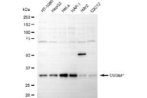 Western blotting analysis using OSGEP antibody (ABIN7799695).
