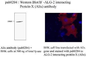Image no. 1 for anti-Programmed Cell Death 6 Interacting Protein (PDCD6IP) antibody (ABIN347079) (ALIX anticorps)