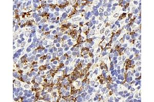 Immunohistochemistry analysis of paraffin-embedded rat thymus gland using CD177 Polyclonal Antibody at dilution of 1:300. (CD177 anticorps)