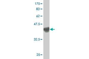 Western Blot detection against Immunogen (37.
