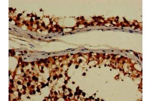 Immunohistochemistry of paraffin-embedded human testis tissue using ABIN7154260 at dilution of 1:100