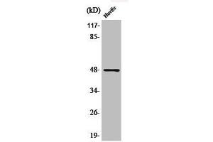 Western Blot analysis of HuvEc cells using Phospho-AP-1/Jun D (S73/100) Polyclonal Antibody (C-JUN anticorps  (pSer73, pSer100))